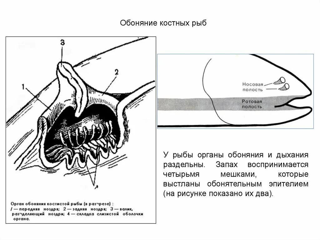 Органы обоняния у хрящевых рыб. Орган слуха костных рыб. Органы обоняния костных рыб. Строение органа слуха у рыб.