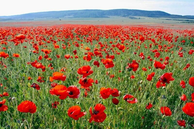 маки на темном фоне обои. красные маки цветы. «маки (поле маков)», 1873 год. маки маки красные маки горькая память. маки маки маковицы золотые головицы.