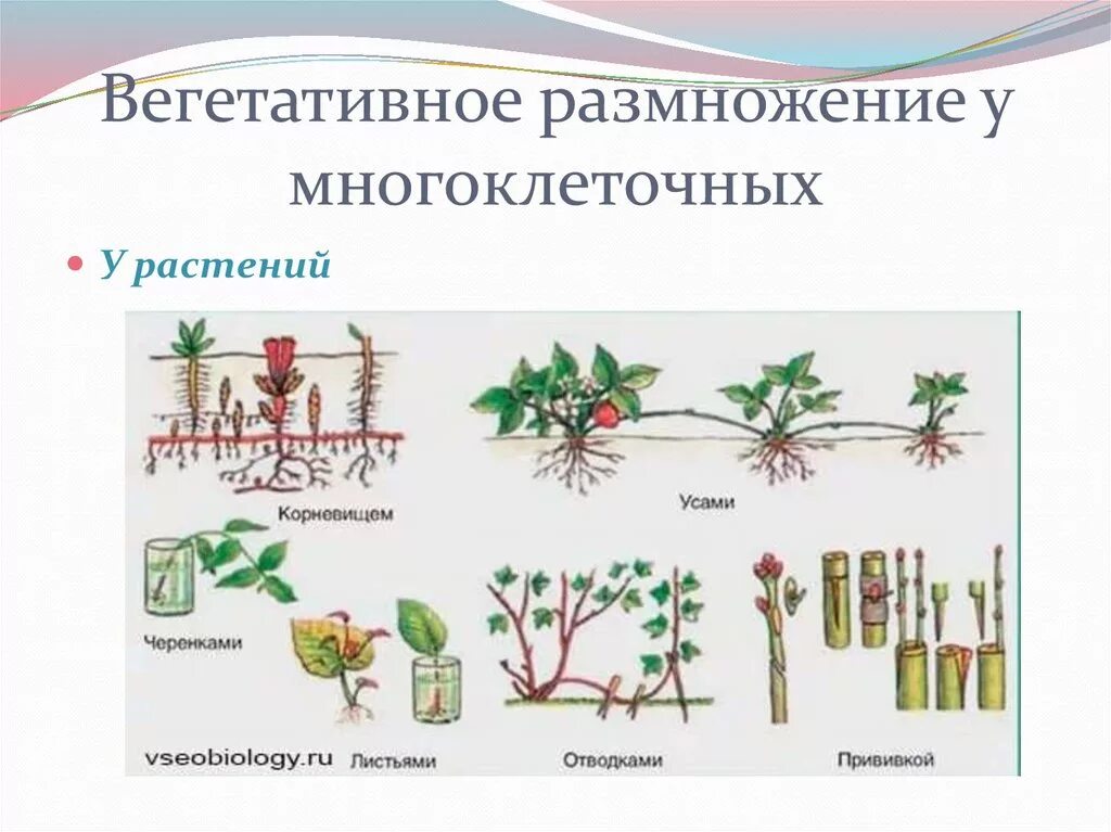 Есть ли размножение у растений