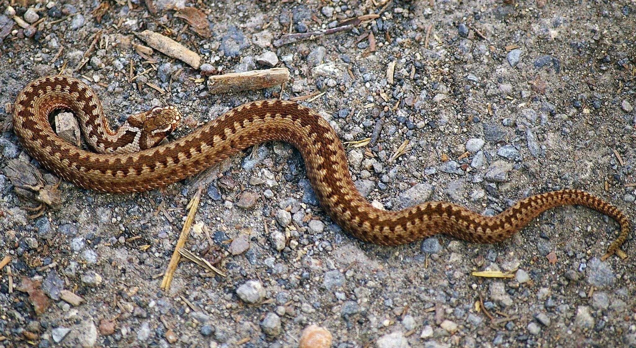 Обыкновенная гадюка (Vipera berus). Гадюка Динника. Кавказская гадюка Динника. Динника змея.