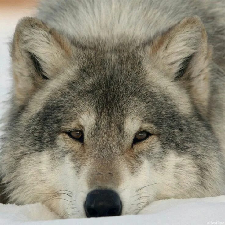 Приснился волк. Волк с желтыми глазами. Увидеть волчью. Увидеть волчью. Волк летом.