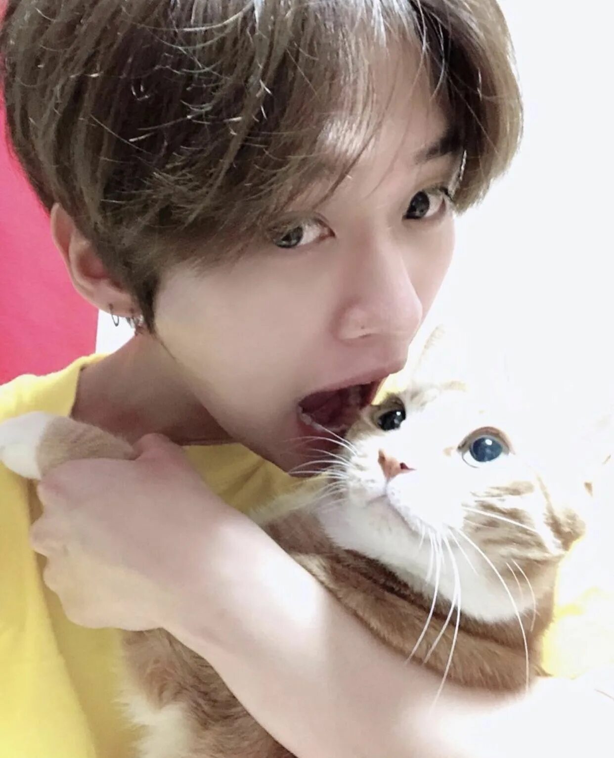 Кот кидс. Коты минхо stray kids. дуни кошка минхо. суни дуни дори коты минхо. stray kids минхо дуни.