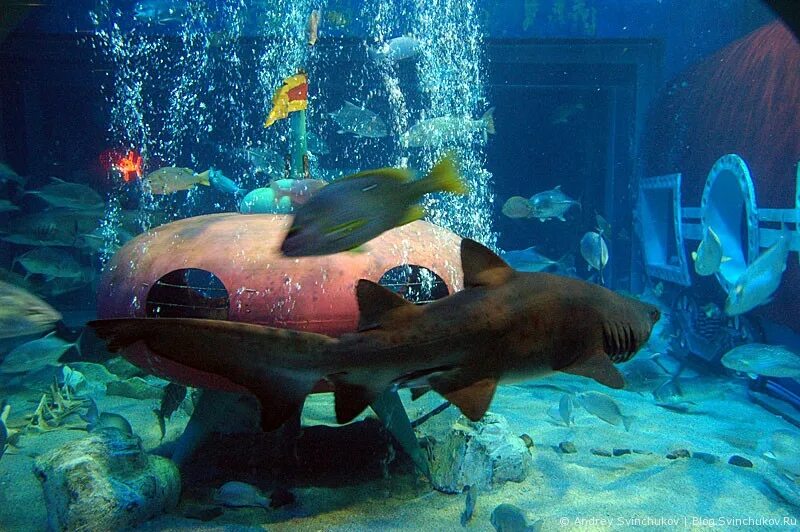 океанариум харбин. харбин дельфинарий. Harbin polarland. харбин океанариум. океанариум якутск.