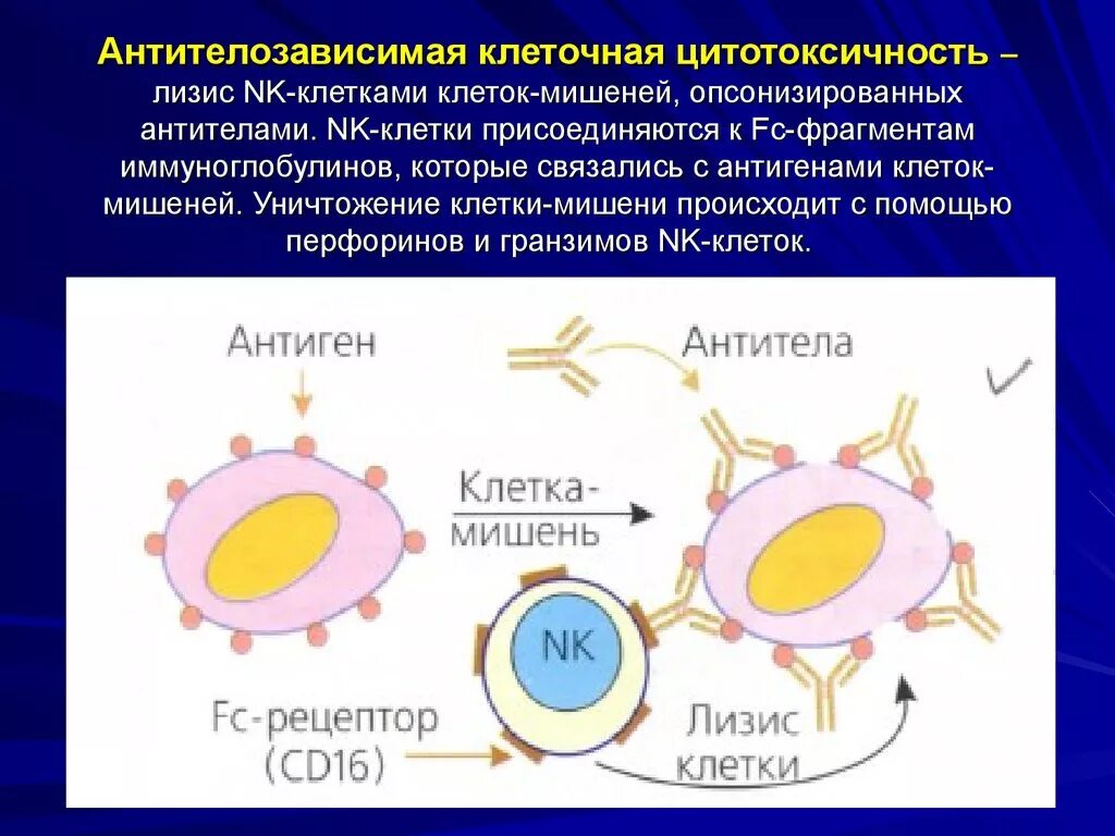 Механизм цитотоксической реакции. Схема реакции клеточной цитотоксичности. Антител зависимая цитотоксичность. Схема опосредованная антителами цитотоксическая реакция. Цитотоксические т клетки