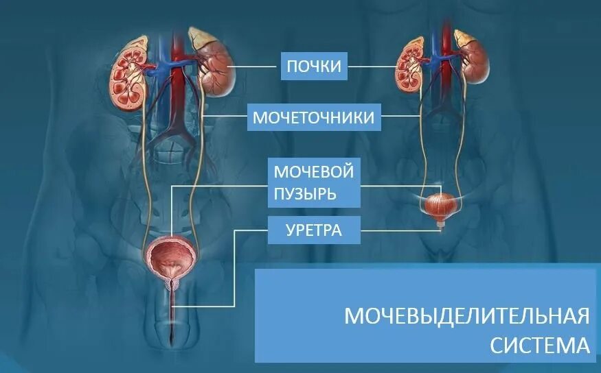 Развитие мочевых органов