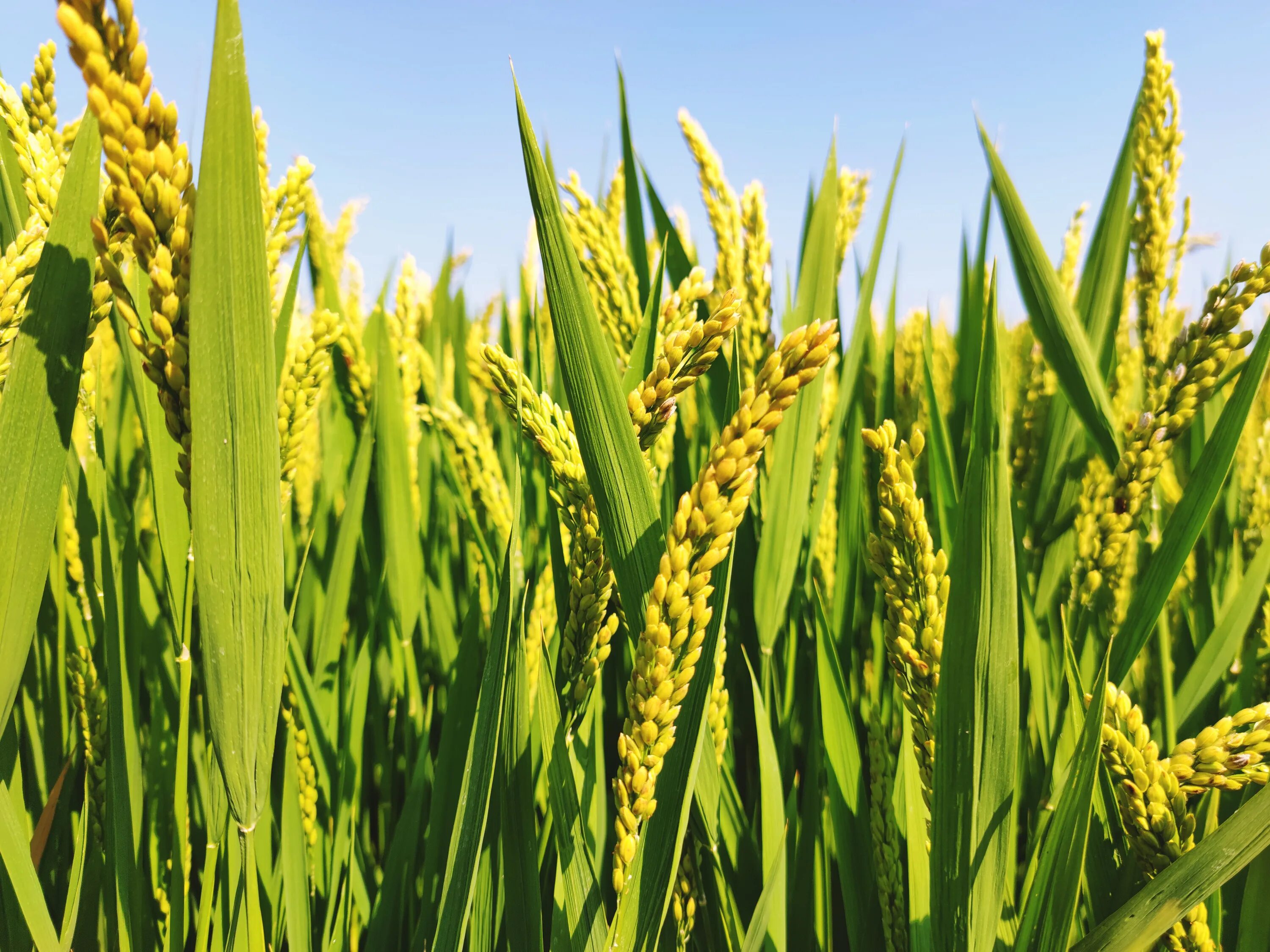 They rice in the fields