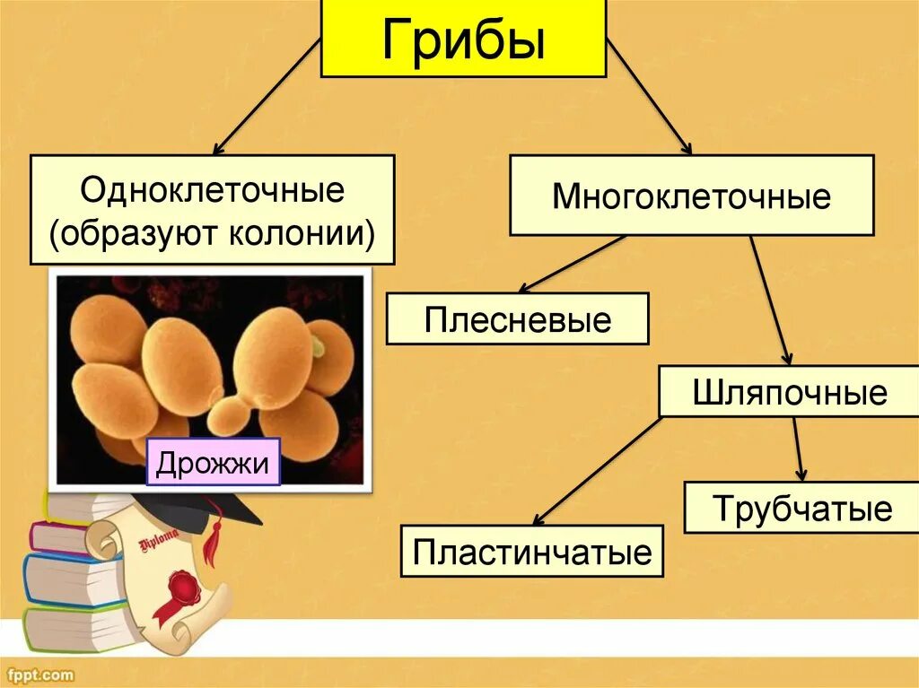 Почему некоторые одноклеточные грибы называют патогенными. Классификация грибов одноклеточные и многоклеточные. Грибы: дрожжи, плесневый шляпочный. Дрожжи одноклеточный или многоклеточный гриб. Дрожжи одноклеточные грибы.