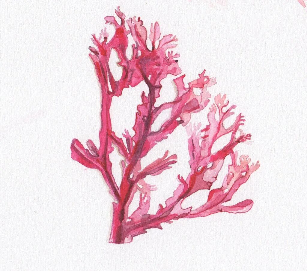 Красные водоросли багрянки строение. Красная водоросль изображение. Красная водоросль изображение. Порфира филлофора. Красные водоросли филлофора.