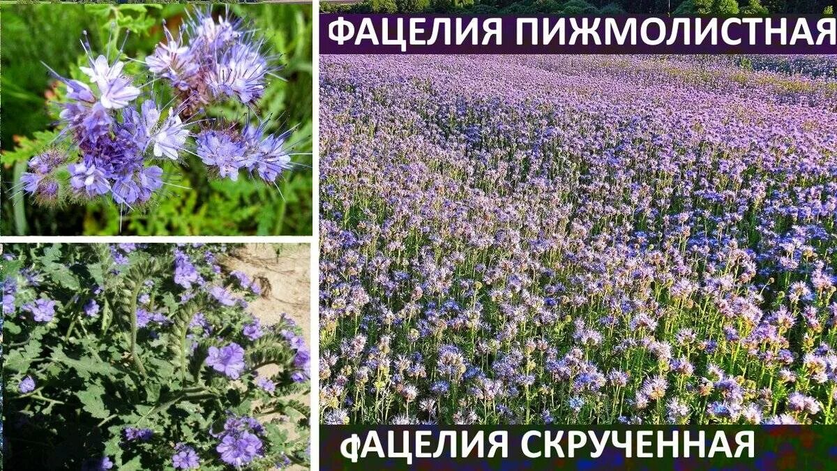 Фацелия норма. Фацелия пижмолистная сидерат. фацелия сидерат семена. клевер фацелия.