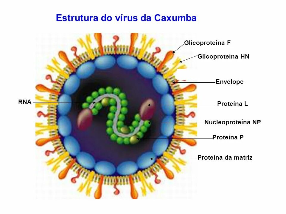 Одноцепочечные ДНК вирусы. РНК содержащие вирусы. Коронавирус строение вируса. Строение ДНК вируса.