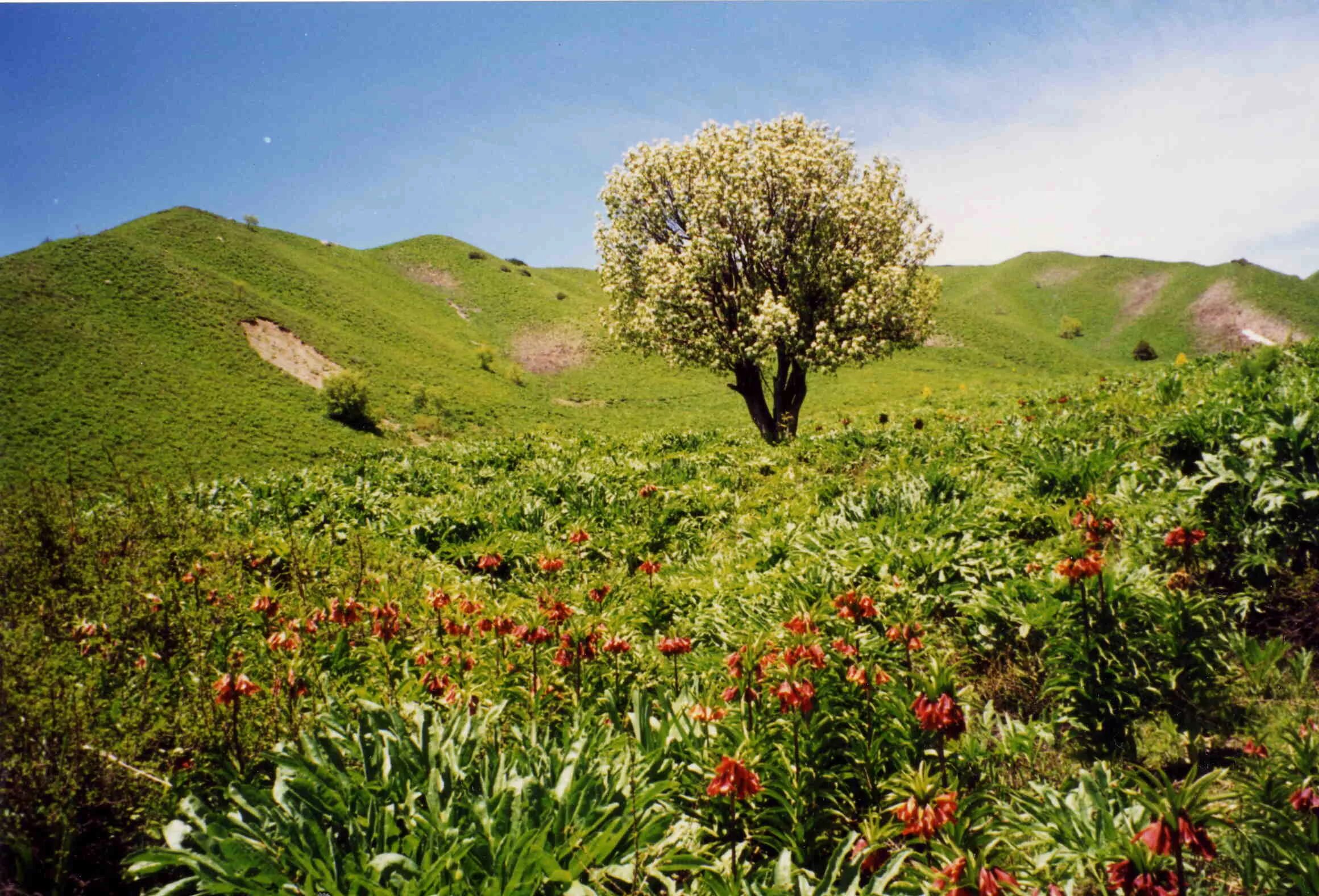 Памирский Ботанический сад. Растительность Ферганской Долины.