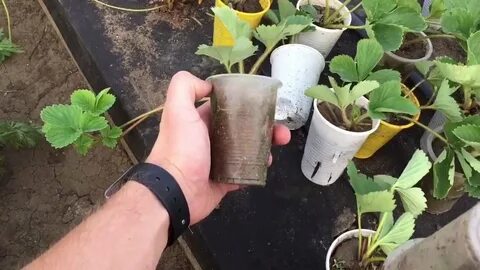 Клубника усы в стаканчиках