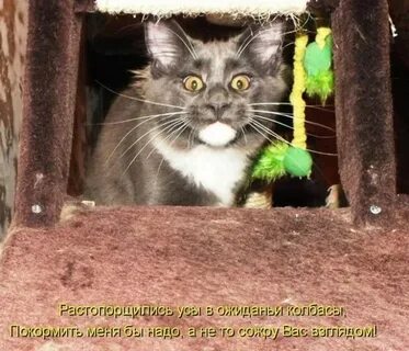 Прикольные коты с прикольными надписями