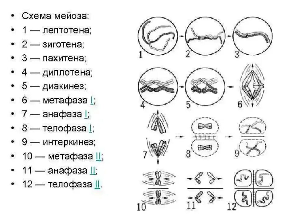 Мейоз интерфаза 2 схема. Мейоз 1 схема. Фазы мейоза схема. Стадии мейоза схема.