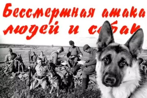 150 собак