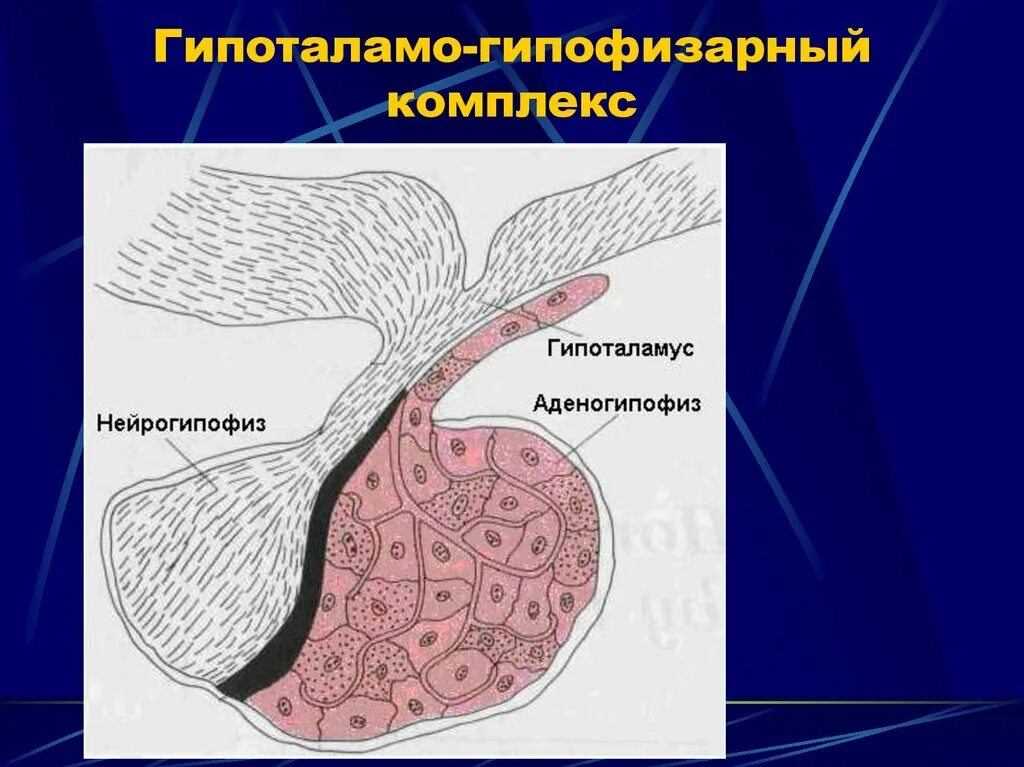 Нейрогипофиз гистология. Гистология гипоталамуса гипоталамо. гипоталамо гипофизарный комплекс гистология. гипоталамо гипофизарная система гистология рисунок. гипоталамо гипофизарный комплекс препарат.