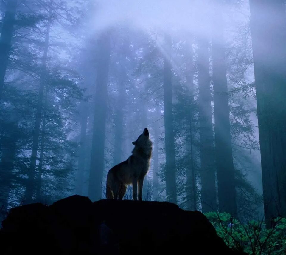 Н сладков почему ноябрь пегий. Составьте предложения по следующим схемам. Побежала по лесу поземка загудел лес. Предложение в лесу воет. Гипотеза на тему лесные пожары.