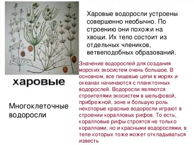 Хоровые водоросли. Харовые водоросли. Харовые водоросли. Нителла водоросль. Хоровые водоросли.