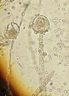 Mucor
