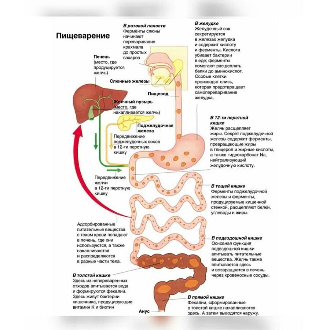 Печень расщепляет белки. Патологии органов пищеварения. Расщепление в пищеварительной системе. Болезни пищеварительной системы. Схема пищеварительного тракта.
