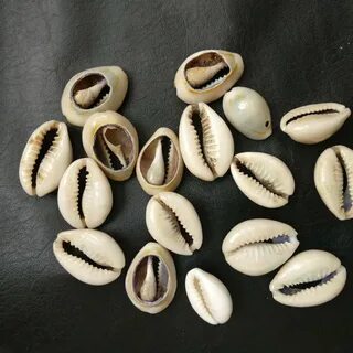 Ракушки каури