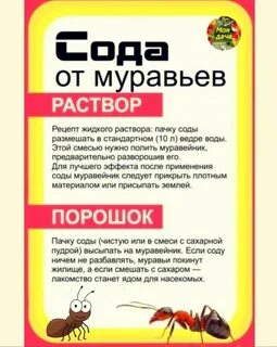 Сода от муравьев на огороде