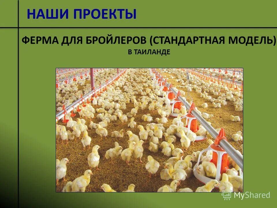 линия кормления. индекс продуктивности бройлеров. домашние птицы клюют зерно. регионы птицеводства в россии. индекс птичник.