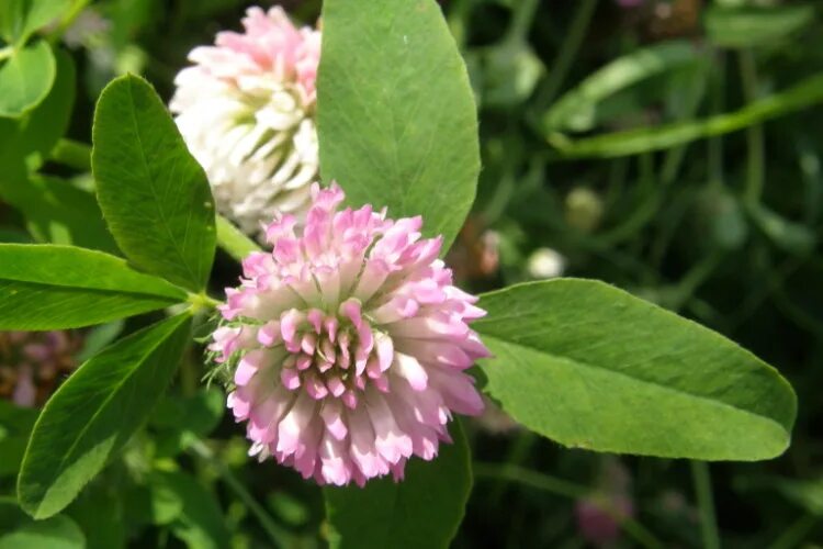 Клевер судак. Клевер луговой trifolium praténse. клевер луговой краткое сообщение.