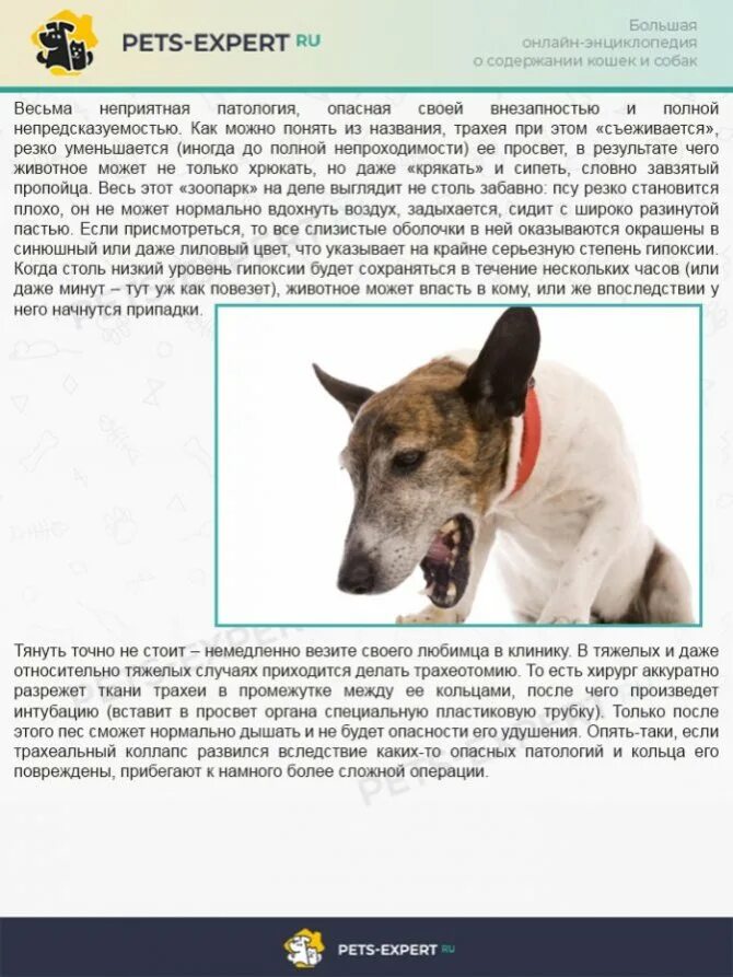 Собака кашляет и пытается отрыгнуть. Что делать если собака хрюкает. собака кашляет причины. почему собака кашляет как будто подавилась.