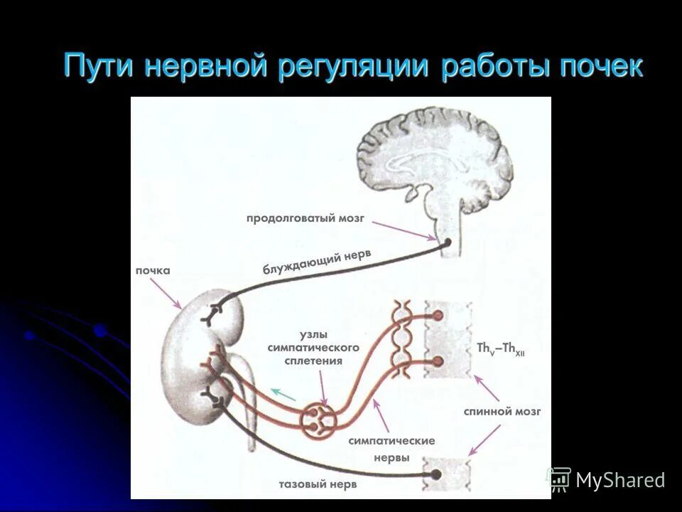 нейрогуморальная регуляция выделительной функции почек. образование мочи регуляция работы органов мочевыделительной. образование мочи регуляция работы органов мочевыделительной. схема нефрона и этапы мочеобразования. схема регуляция функции почек.