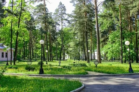 Сосновый бор гомельская область