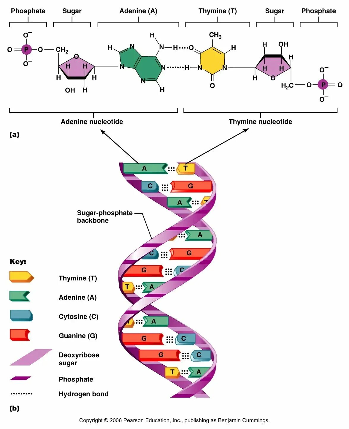 Какая молекула днк в ядре. Структура молекулы ДНК таблица. Молекула ДНК структура нуклеотиды. Структура и функции молекулы ДНК. Схема строения ДНК.