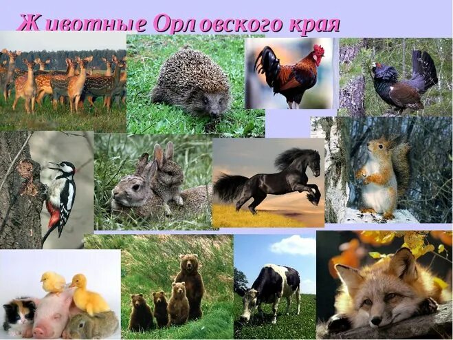 Животный мир родного края. Проект разнообразие природы. Многообразие зверей родного края. Разнообразие природы родного края. Разнообразие природы.