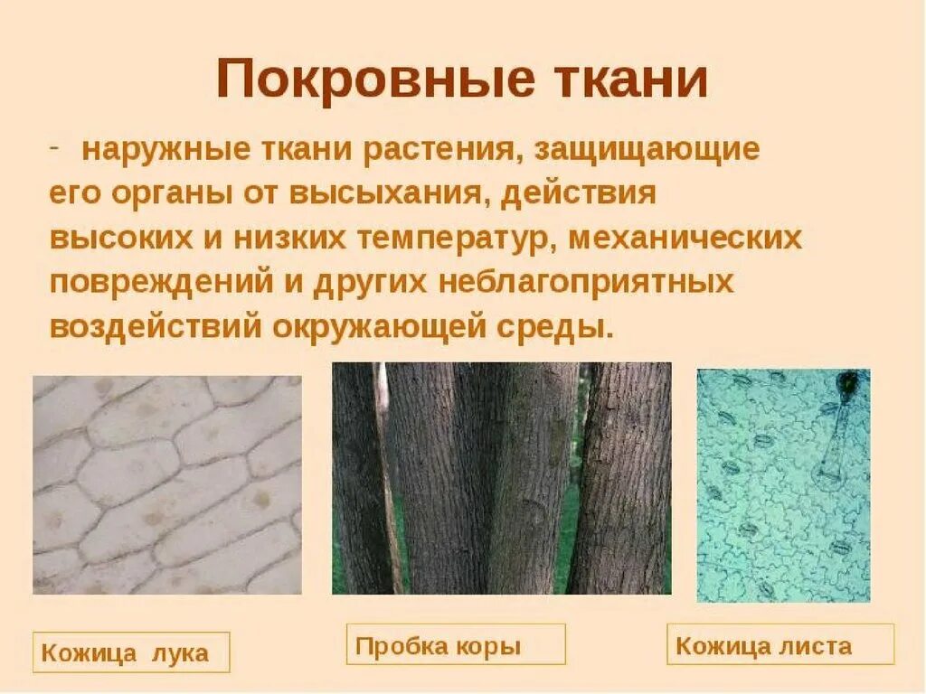 Покровные ткани простейших
