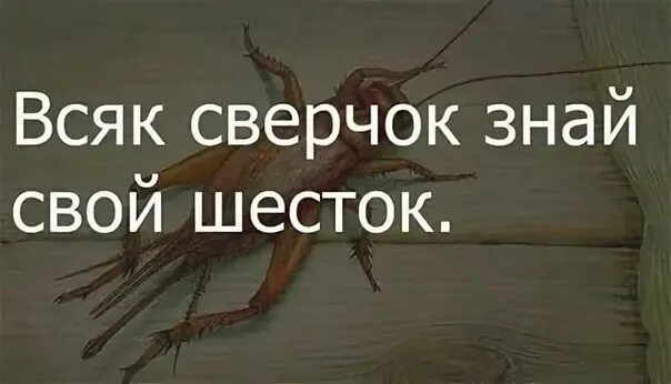 Поговорка знай свой шесток. Поговорка каждый сверчок знай свой шесток. каждый сверчок знай свой шесток значение пословицы. каждый сверчок знает свой шесток. каждый сверчок знай свой шесток картинки.