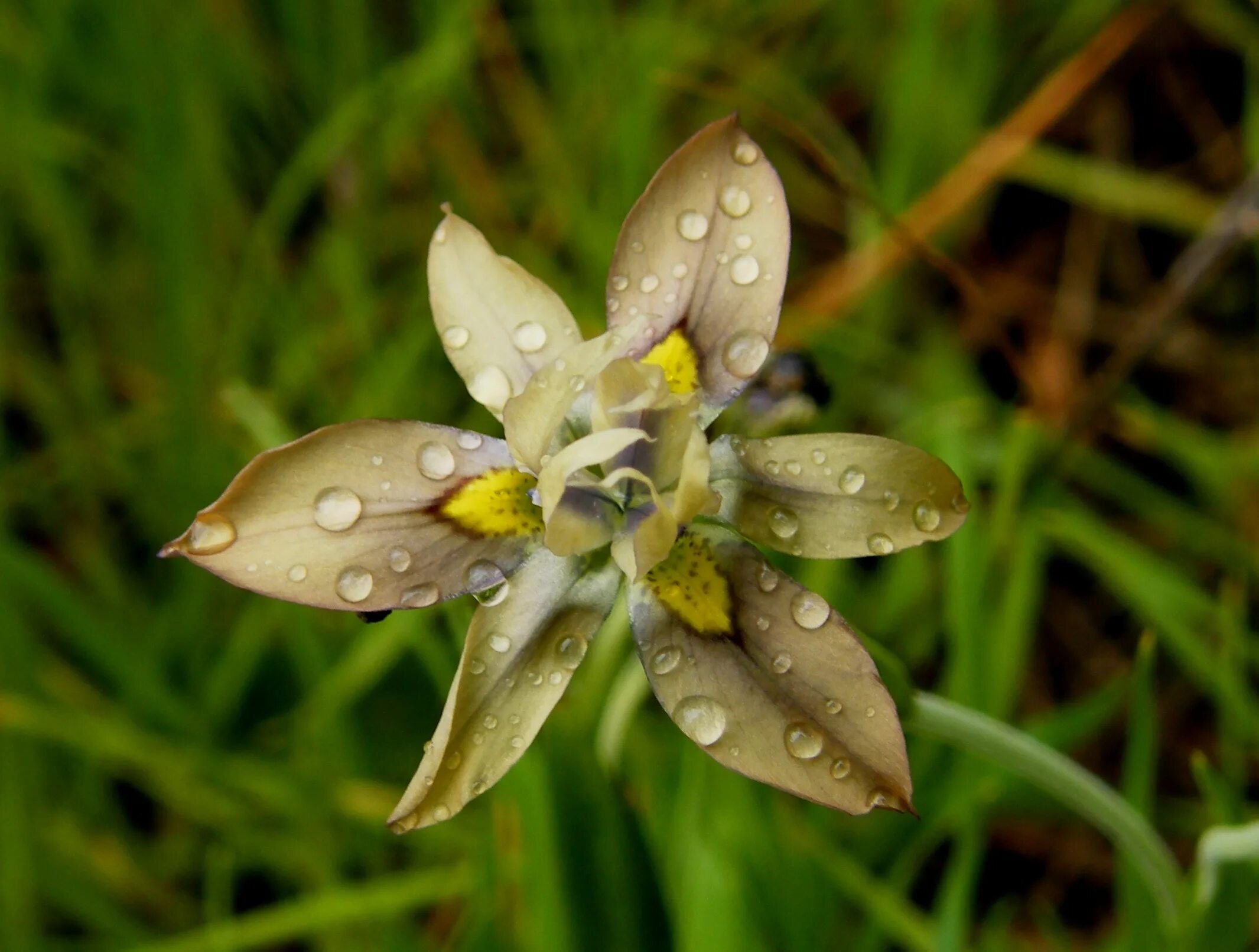 Растения названные в честь. Морея растение. Moraea tulbaghensis. Цветок Морея фото.