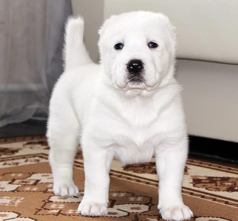 маленький собака алабай. маленький собака алабай. среднеазиатская овчарка белая. маленький собака алабай. алабай.
