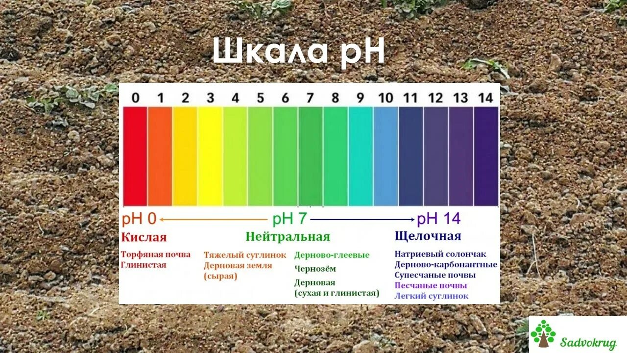 Какие почвы любят овощи. Глинистая почва РН. Кислые суглинистые почвы. Кислотность глинистой почвы. Кислая почва суглинок.