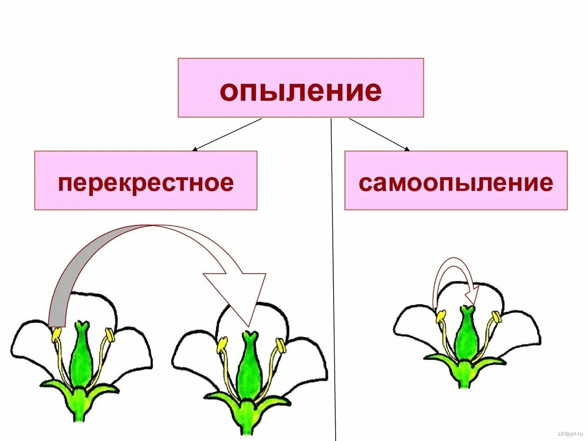 Какие способы опыления. Самоопыление и перекрестное опыление. Цветковые растения самоопыление. Опыление растений самоопыление. Процесс перекрестного опыления.