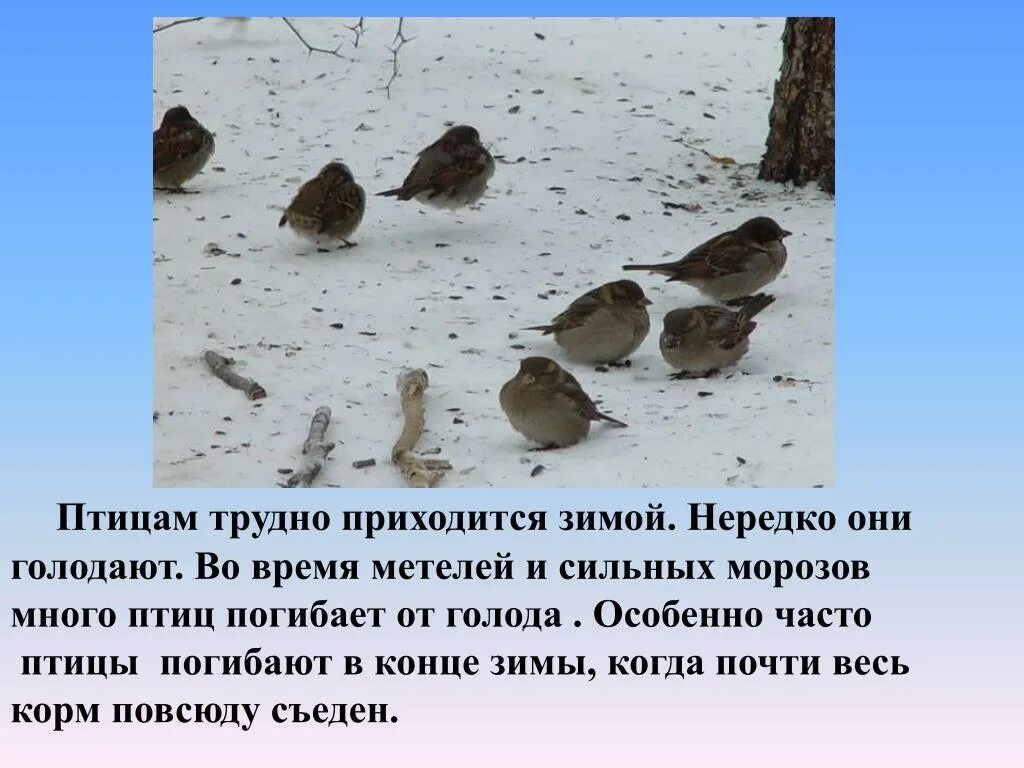 Поведение зимующих птиц весной. Поведение птиц осенью и зимой. Как изменилось поведение птиц зимой. Поведение зимующих птиц зимой.