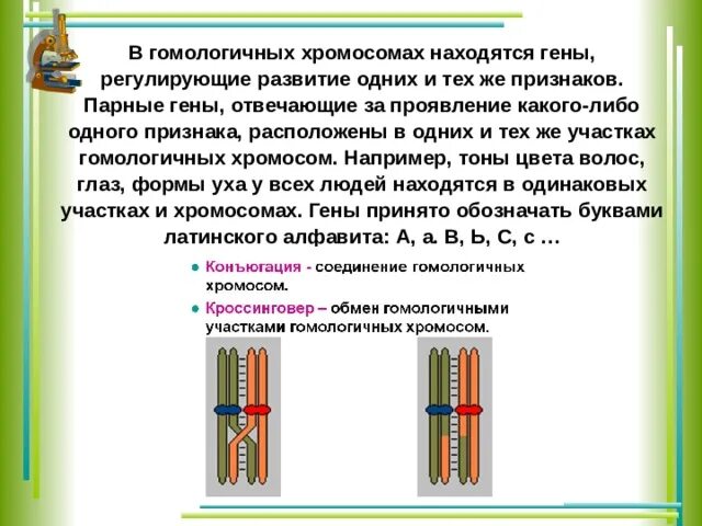 Парные гены отвечающие за формирование одного признака. Расположите гены в хромосомах. Гомологичные участки хромосомы это. Гены в гомологичных хромосомах. Парные гены расположенные в гомологичных