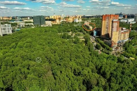 Дубки московской обл