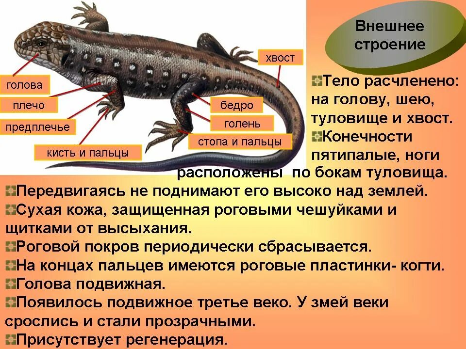 Отряд хвостатые земноводные внешнее строение. Общая характеристика пресмыкающихся внешнее строение. Особенности строения рептилий. Хвостатые амфибии строение. Пресмыкающиеся отделы тела таблица