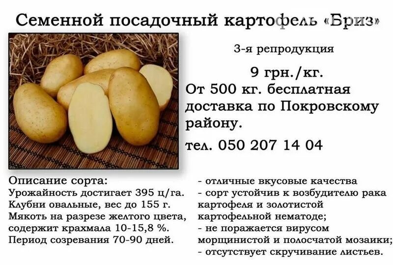 Картофель сорт Бриз описание сорта. Картофель семенной Бриз описание сорта. Сорт Бриз картофель характеристика. Картофель описание сорта. Картофель карелия описание сорта