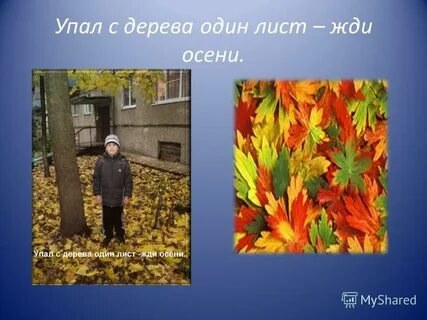 Листья ждут