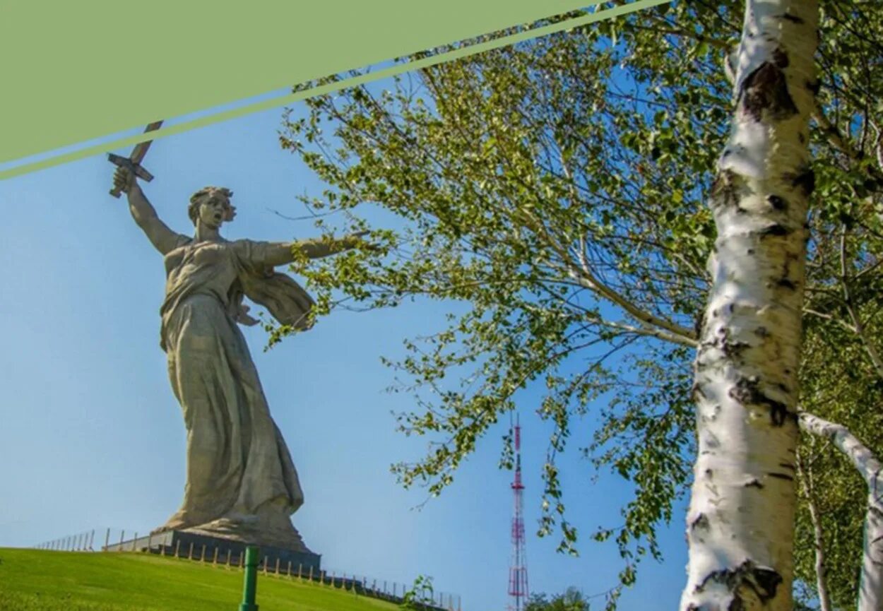 Картина растет в волгограде березка. Растёт в волгограде берёзка. Березка волгоград песня. Березы в волгограде. Береза в волгограде фото.