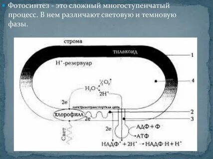 Фотосинтез в митохондриях