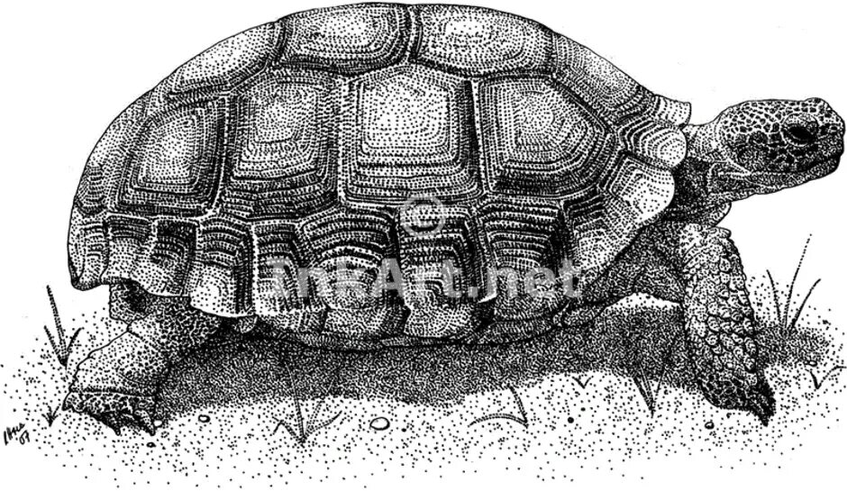 Болотная черепаха панцирь. Среднеазиатская Болотная черепаха. Панцирь морской черепахи. Слоновая черепаха снизу.