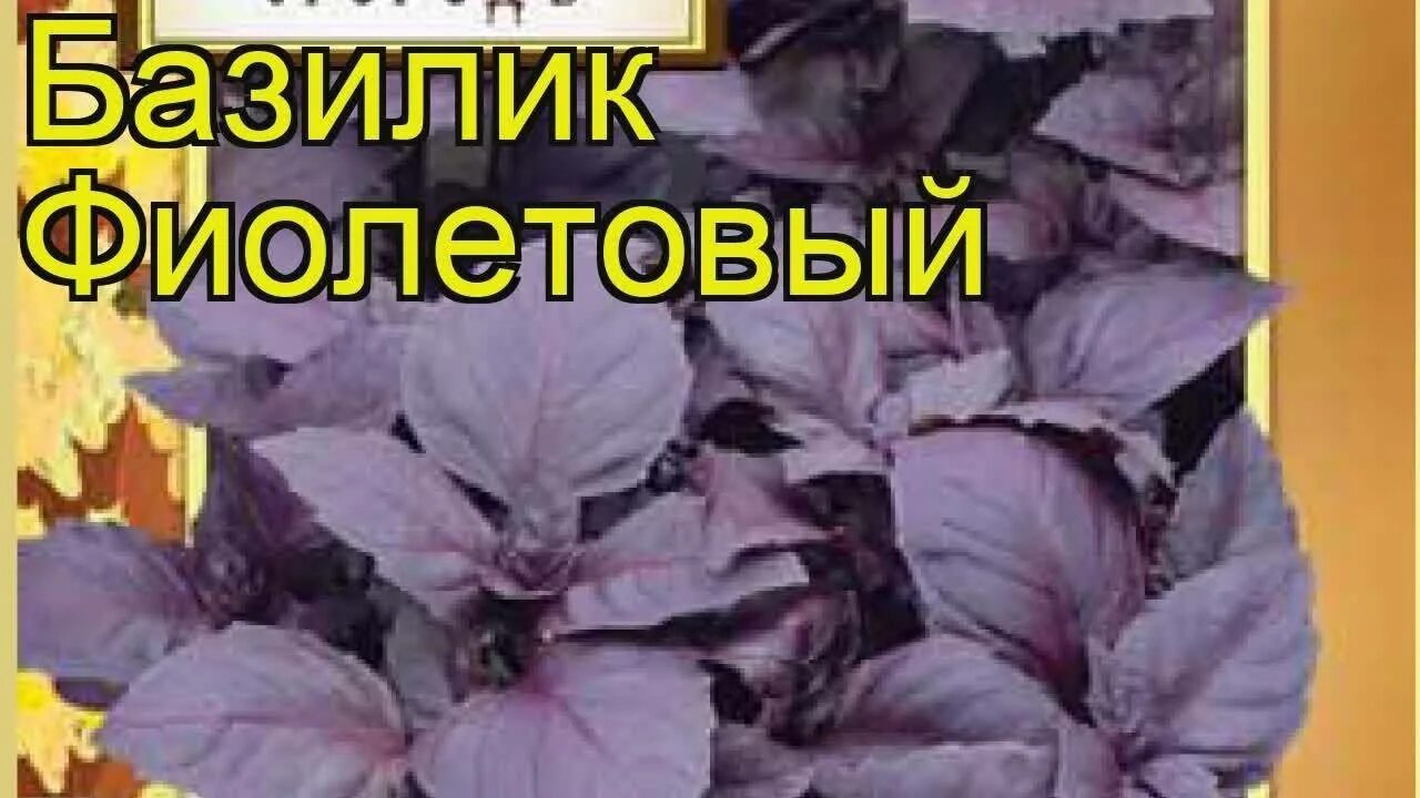 Фиолетовый базилик польза и вред. Базилик фиолетовый арарат. базилик фиолетовый в саду. базилик многолетний или однолетний. базилик армянский фиолетовый.