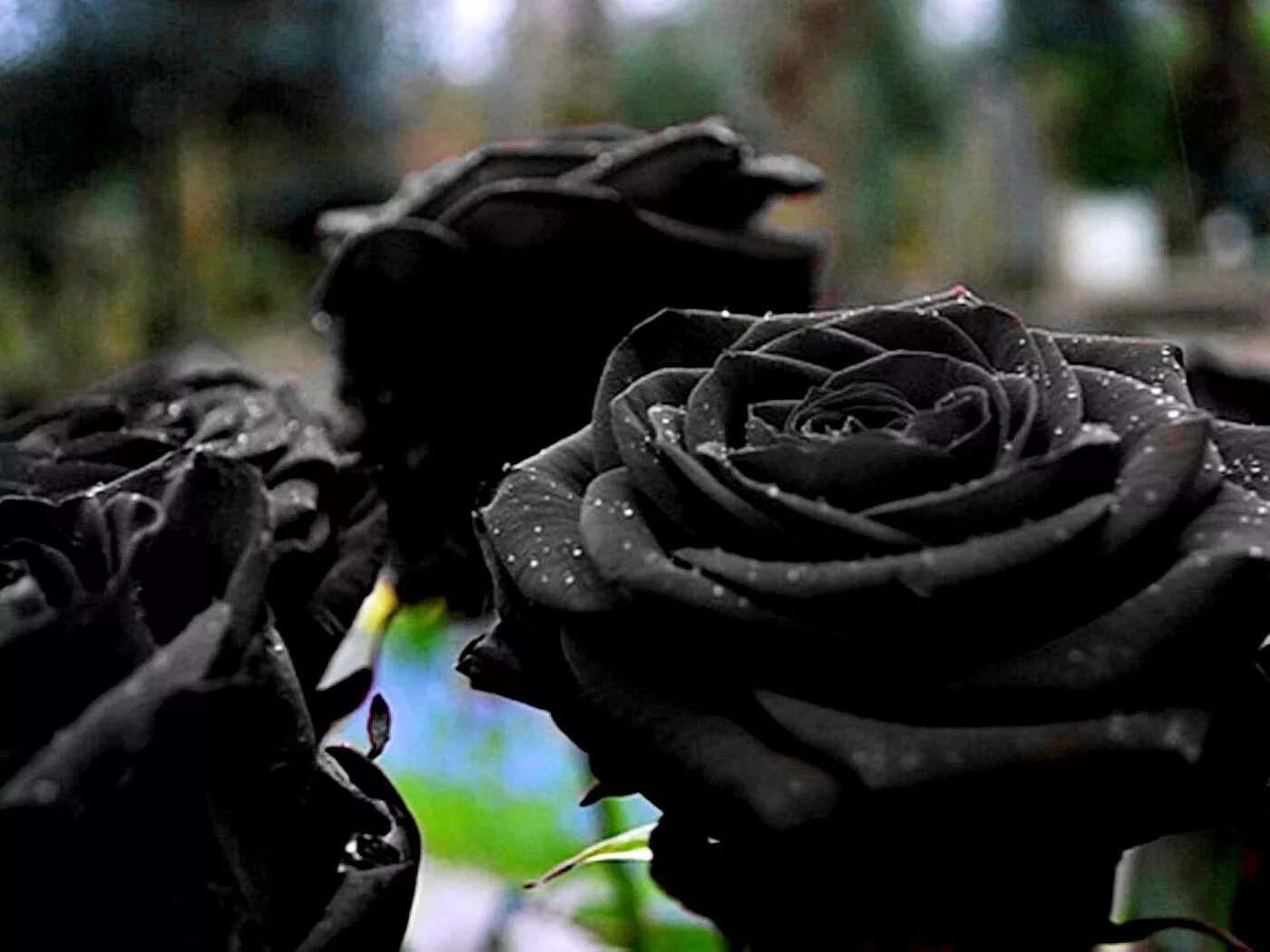 Черные розы Халфети. Qora rasmlar